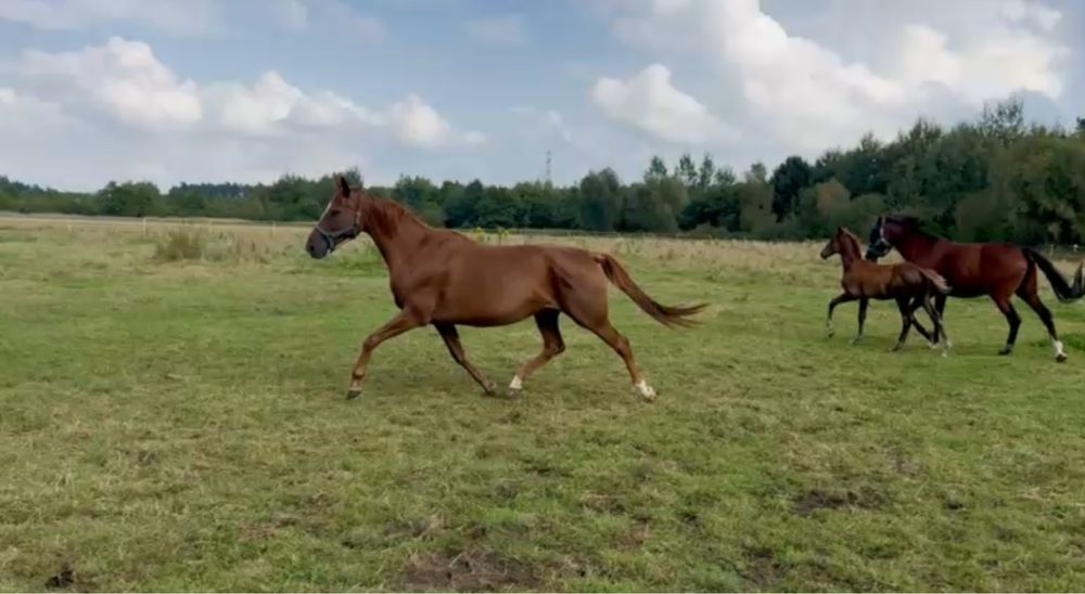 Klacz ujezdzeniowa hanowerska