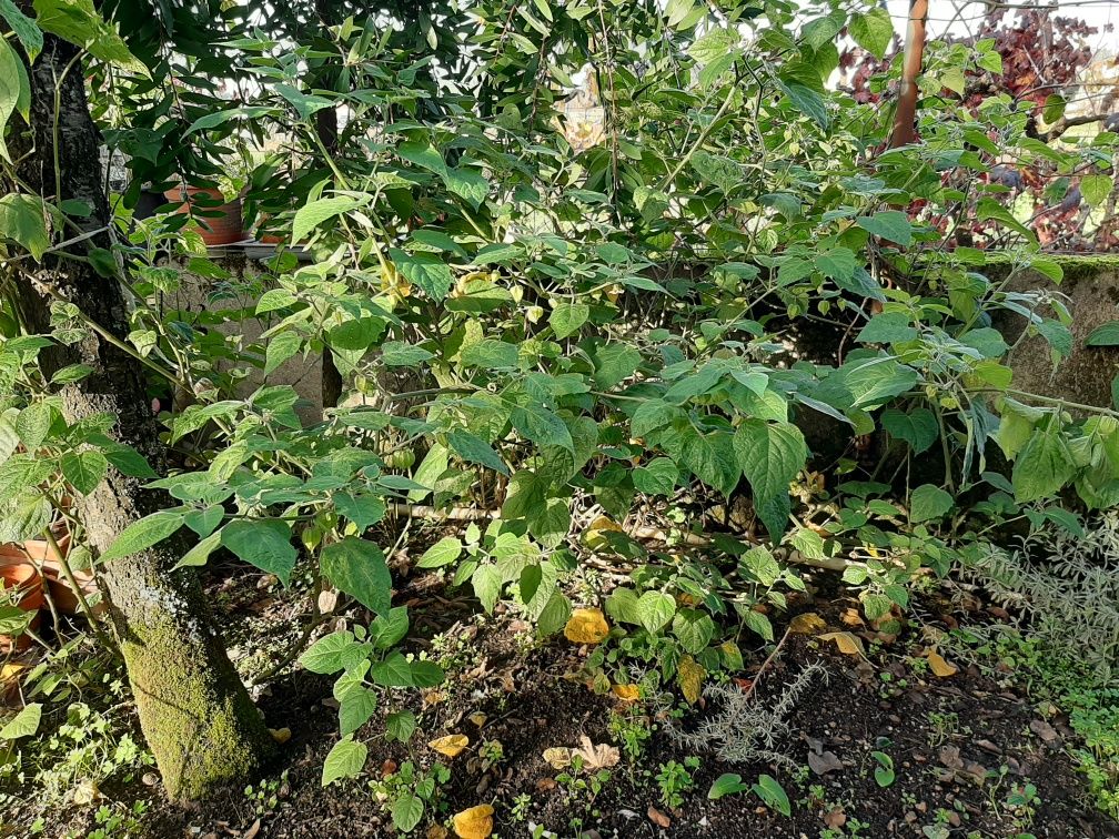 Planta Physalis biológico