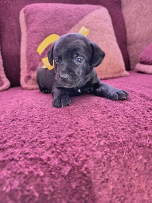 Цуценята 1 місяць