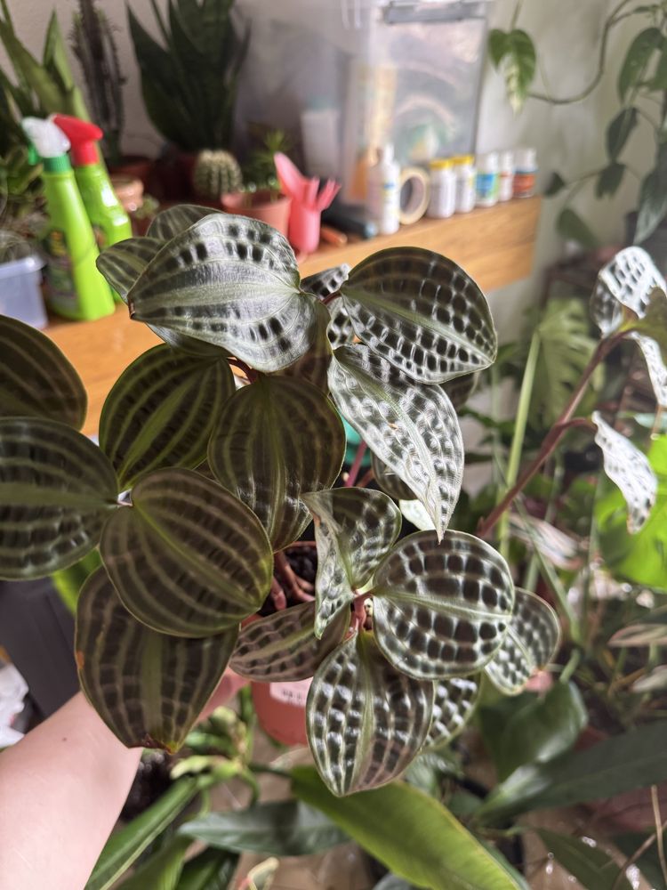 Plantas diferente