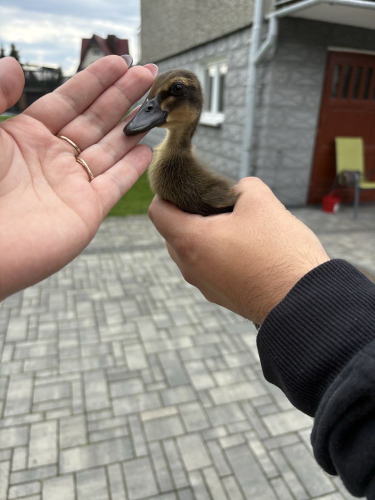 Kaczki biegusy indyjskie POGROMCY ŚLIMAKÓW