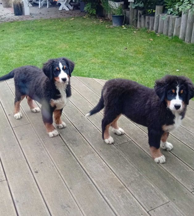 Szczenie Berneński pies pas do odbioru sunia