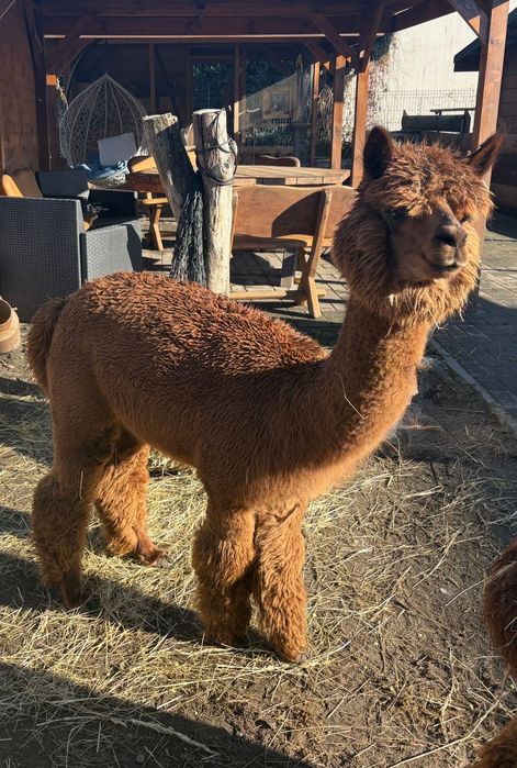 Sprzedam Samice Alpaki