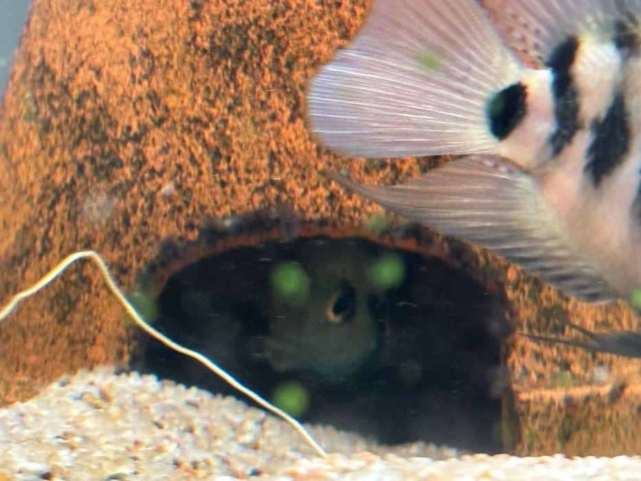 Pielęgnica pielęgnice papuzia blue Tiger pielęgnice ryby