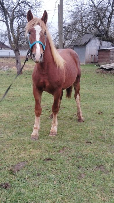 Продам жеребця по великих конях