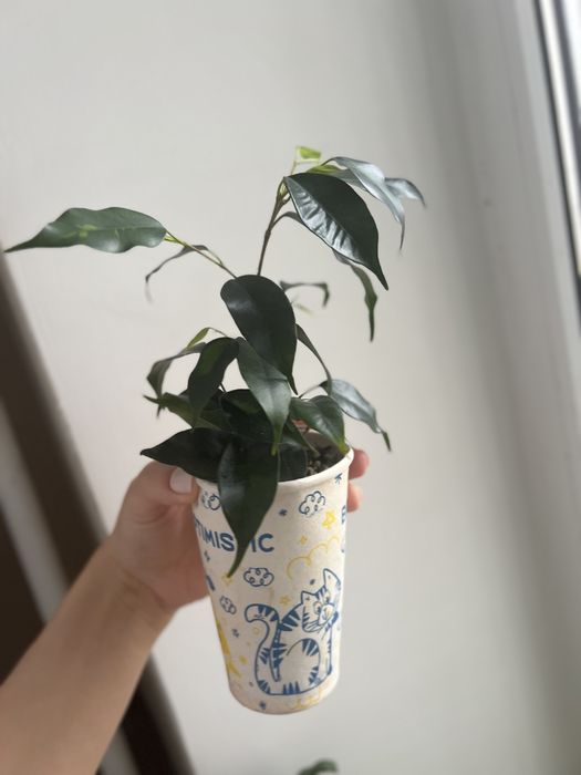 Фікус Денілайт молодий