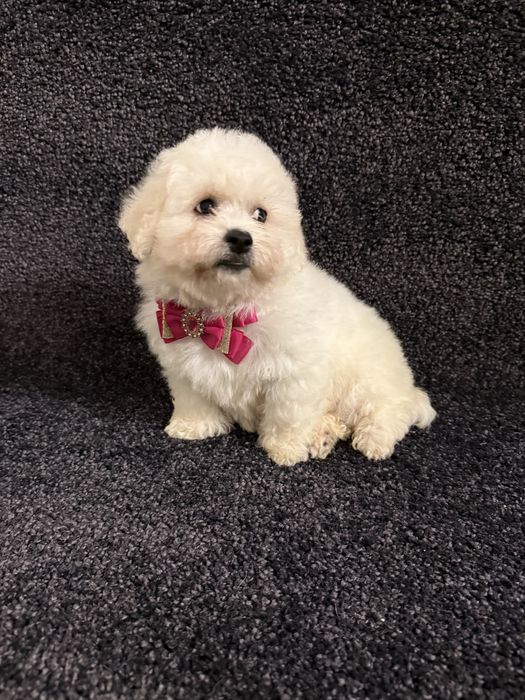 Дівчинка гарнюня бішон фрізе