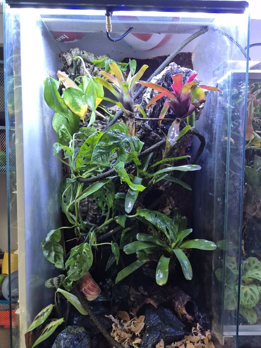 Terrarium bioaktywne z gekonami orzęsionymi
