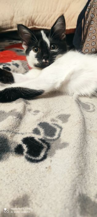 Котёнок девочка .