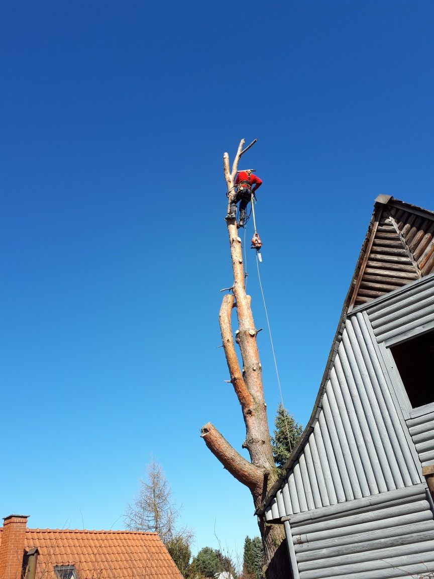 Alpinistyczna wycinka drzew, redukcja koron. Pilarz, drwal