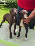 Chart Angielski Whippet