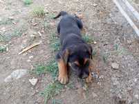 Cachorro Pastor Belga