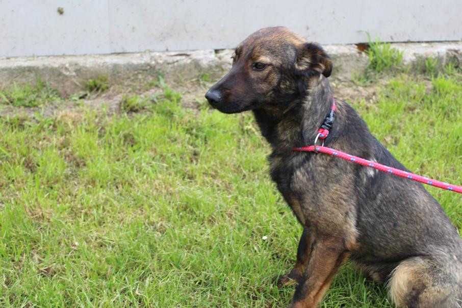 097141 Paweł do adopcji