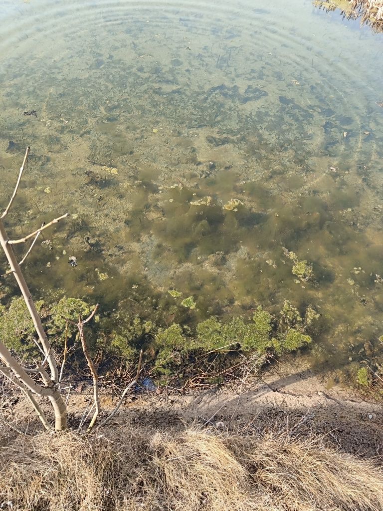 Oddam muł ze stawu wzamian za wykonanie