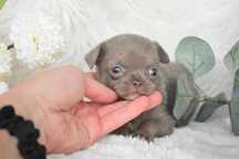 Chihuahua .Cabeça de maçã. Menina  Lilac de olhos azuis.