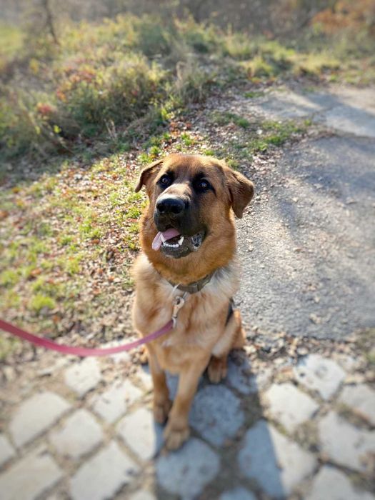 Ramzes - duży szczeniak w typie owczarka niemieckiego szuka domu