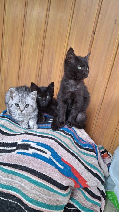 Порода шиншила дівчинка