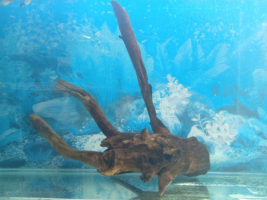 Коряга, топняк, декор в аквариум, тераріум середнього і більше розміру