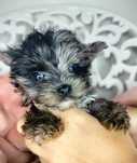 Yorkshire Terrier, Bluemerle, xxs, pies