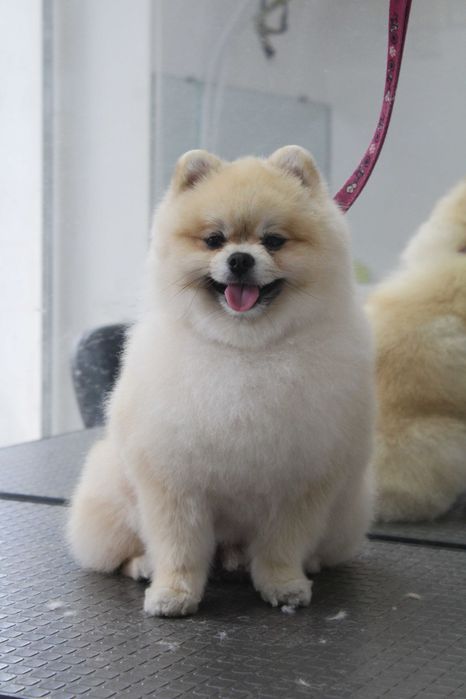 Груминг щпица ! Стрижка шпица !