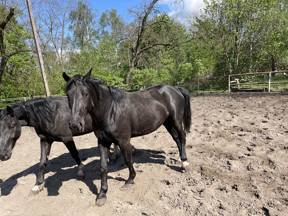 Sprzedam dwie klacze. Slaskie.