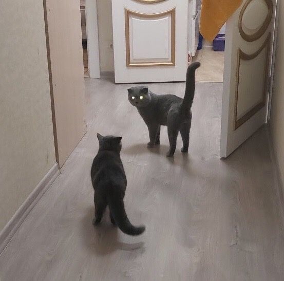 Вязка з котиком Скоттіш фолд