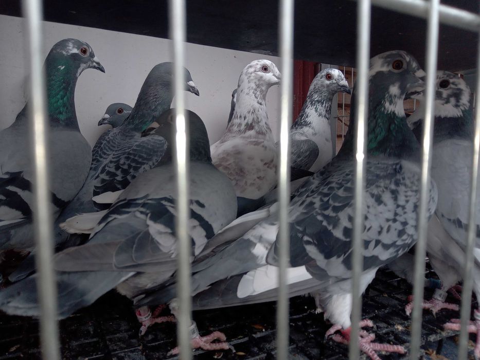 Gołębie rozpłodowe