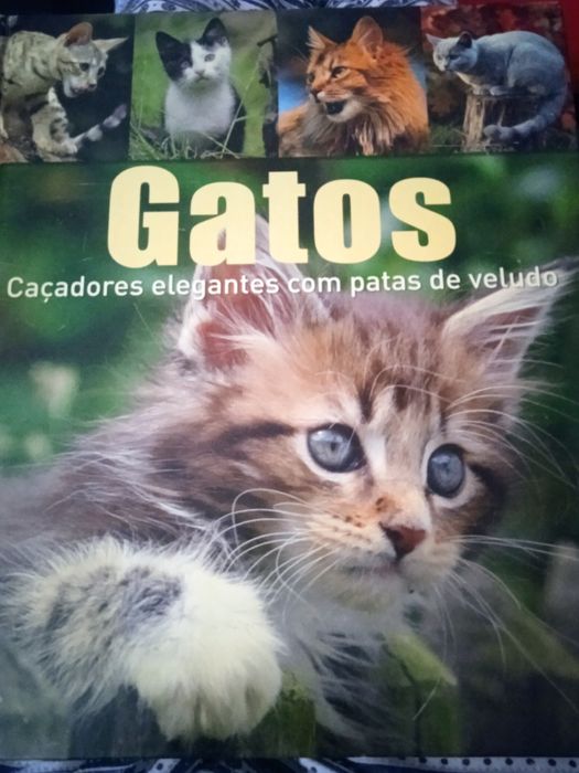 Livro os "Gatos"