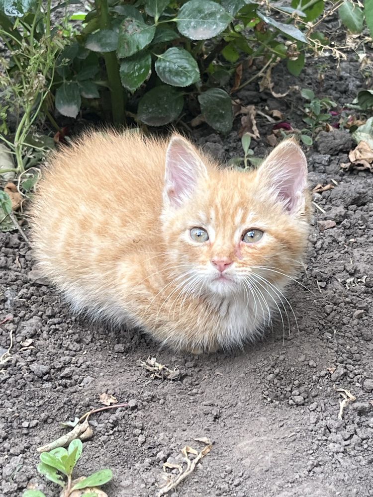 Віддам руденького котика