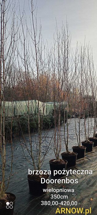 Brzoza pożyteczna Doorenbos w tym wielkopniwa