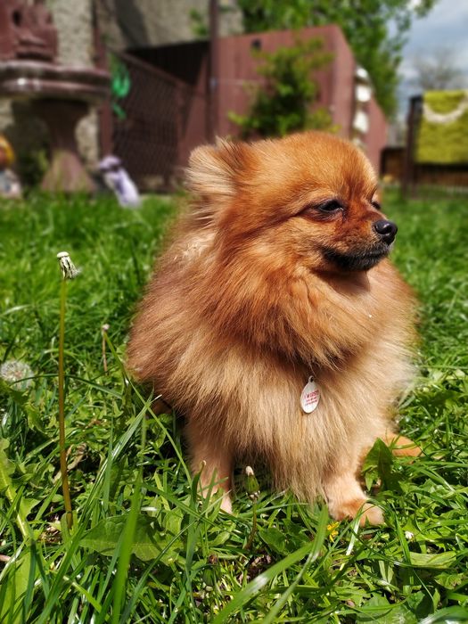 Померанский шпиц на вязку