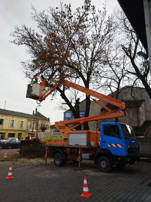 Wycinka drzew z podnośnika koszowego lub dostępu linowego