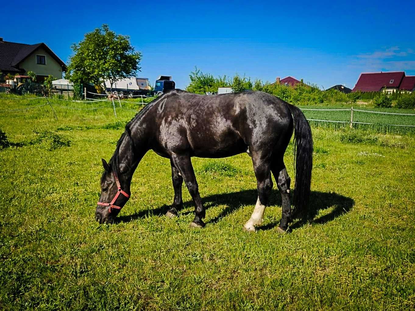 ALIKATOR 8 letni wałach rasy śląskiej.