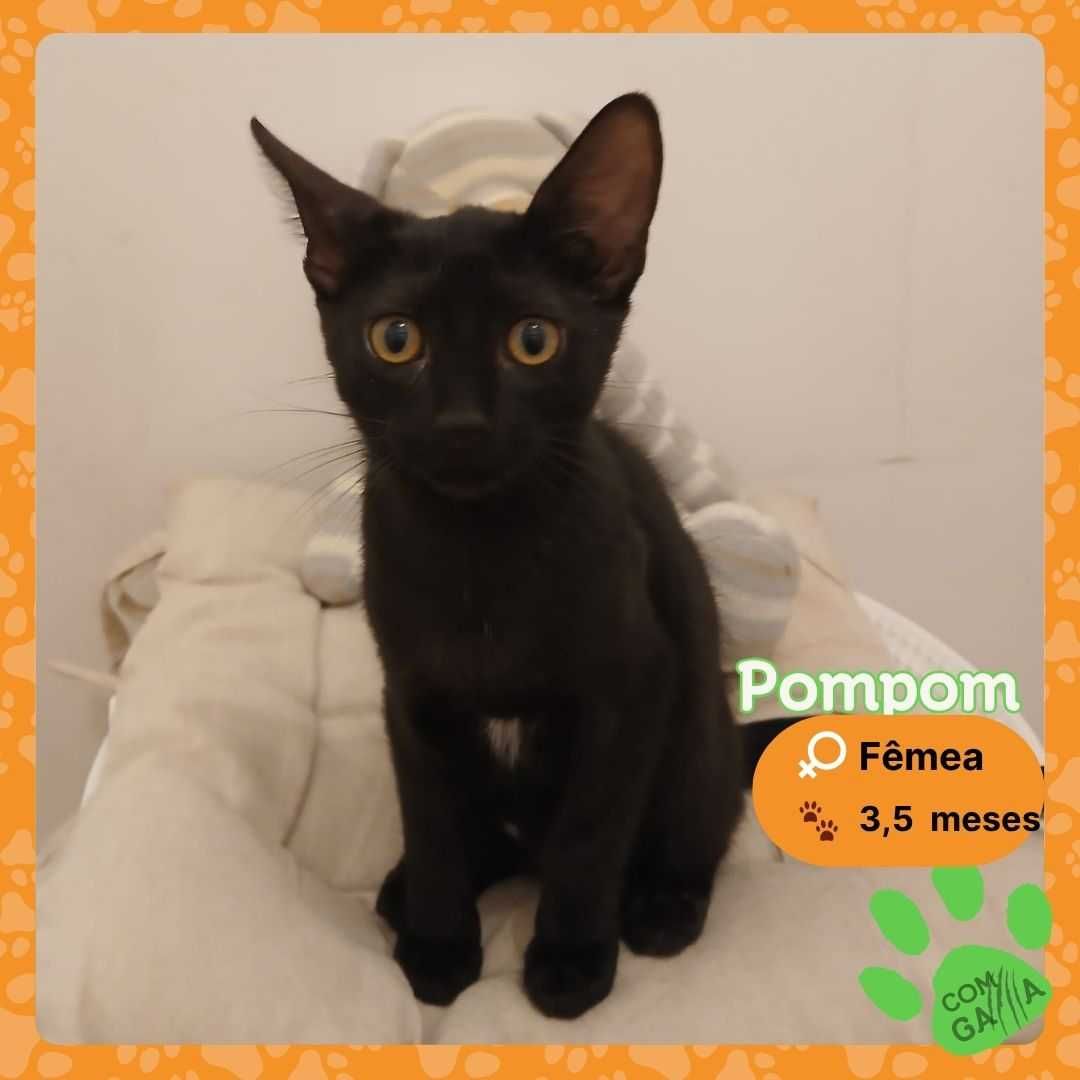 Gatinhas para adoção
