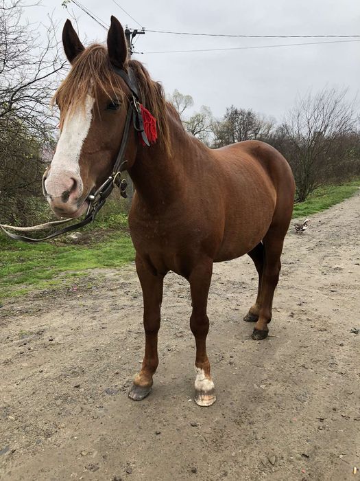 Продається кобила!