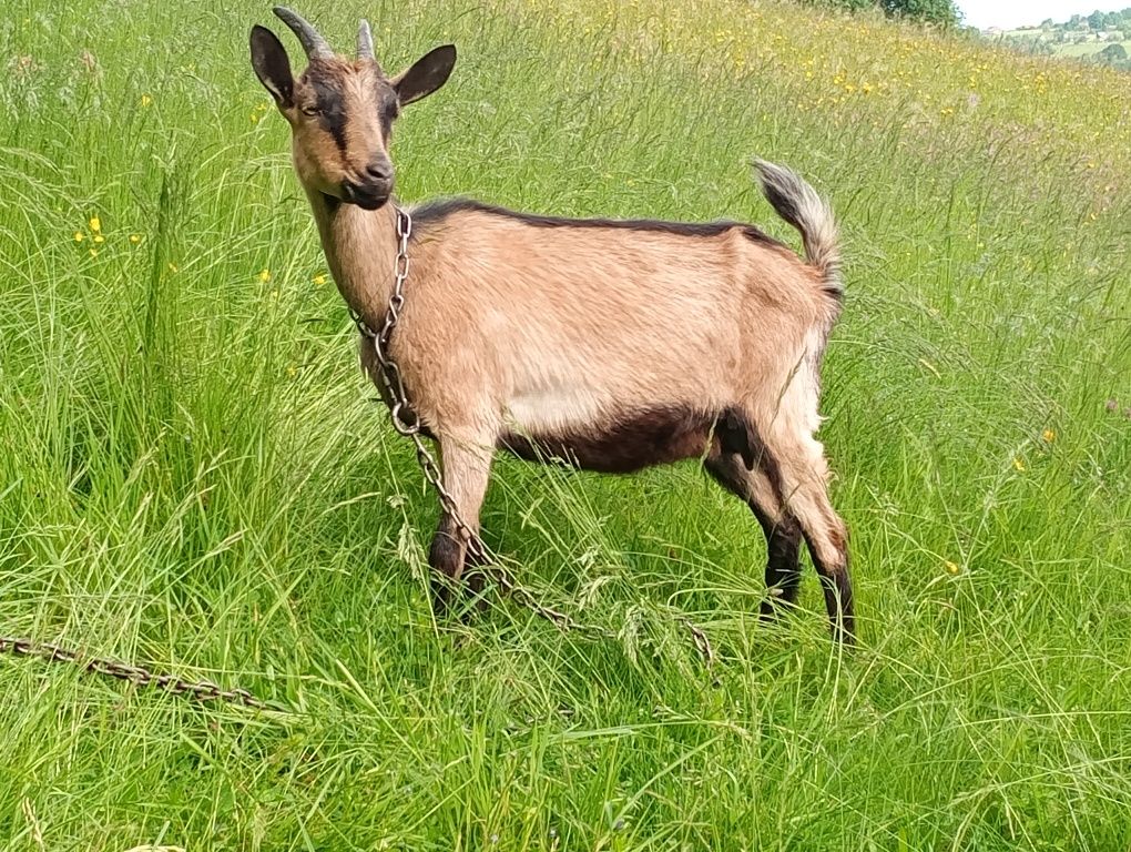 Sprzedam koze z młodym