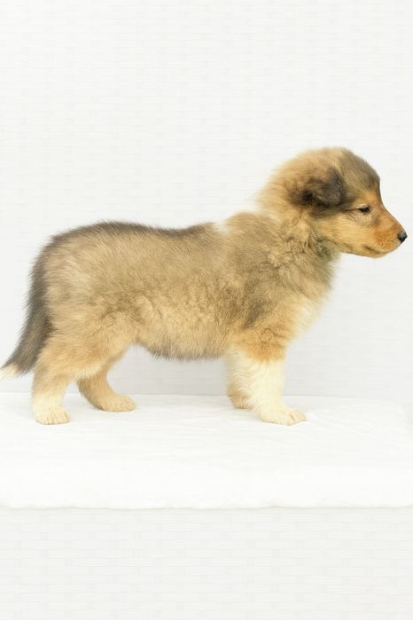 Rough Collie - Lassie