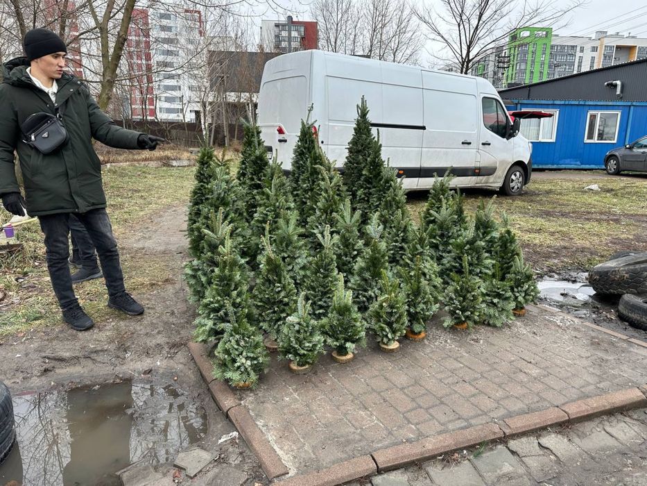 Ялинки плетені карпатські