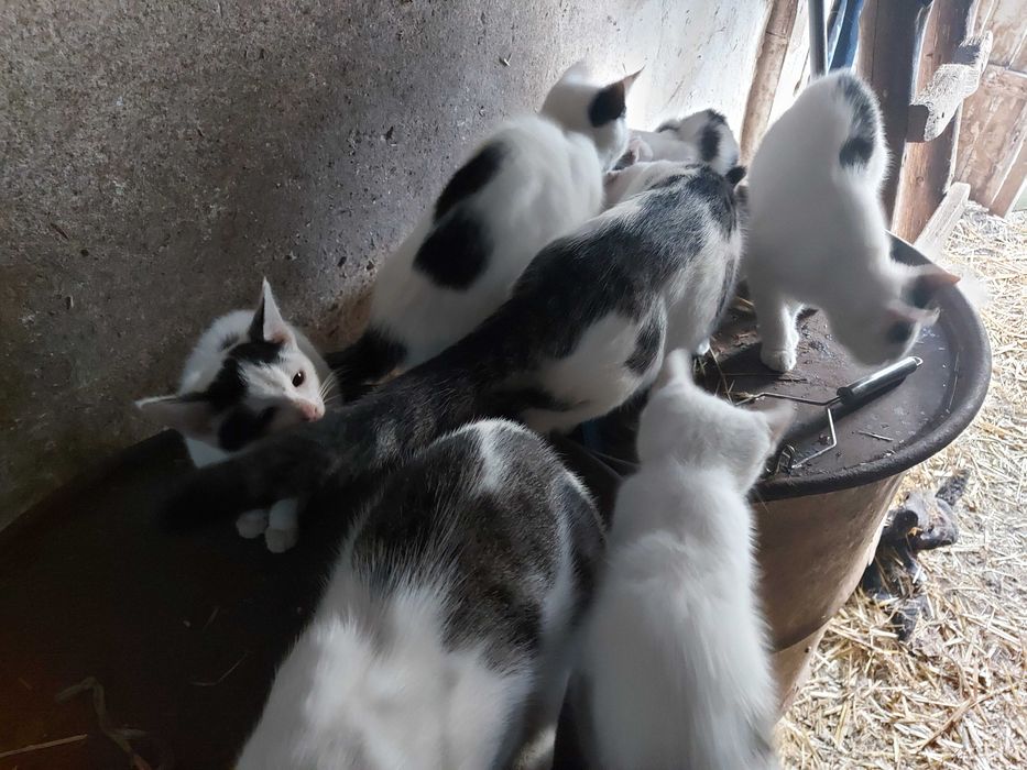 Oddam w dobre ręce kotki – 4 maluchy i 3 dorosłe