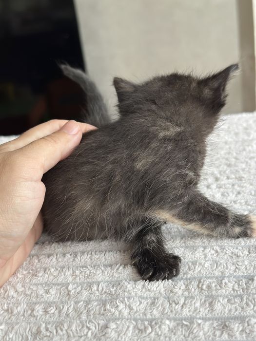 Кошеня котенок дівчинка