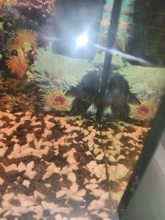 Oddam za darmo glonojada