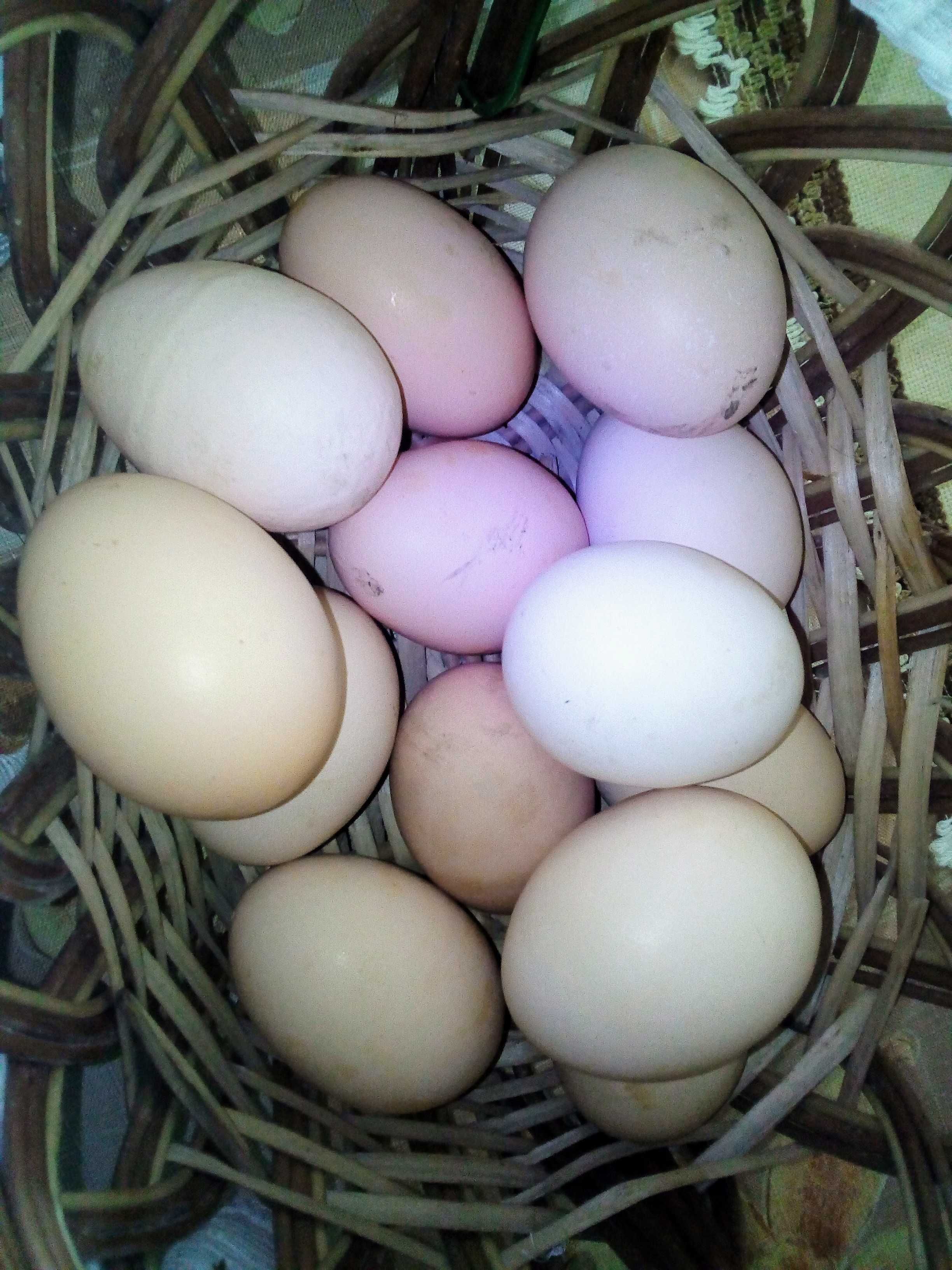Jajka świeże duże ekologiczne