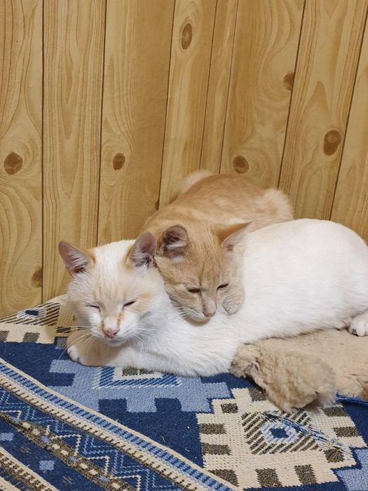 Забрали з вулиці 2х котиків-підлітків, 6міс.рудому, 8міс.біленькому