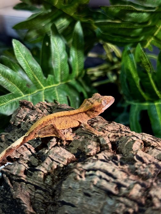 Gekon Orzesiony po samcu Lilly White