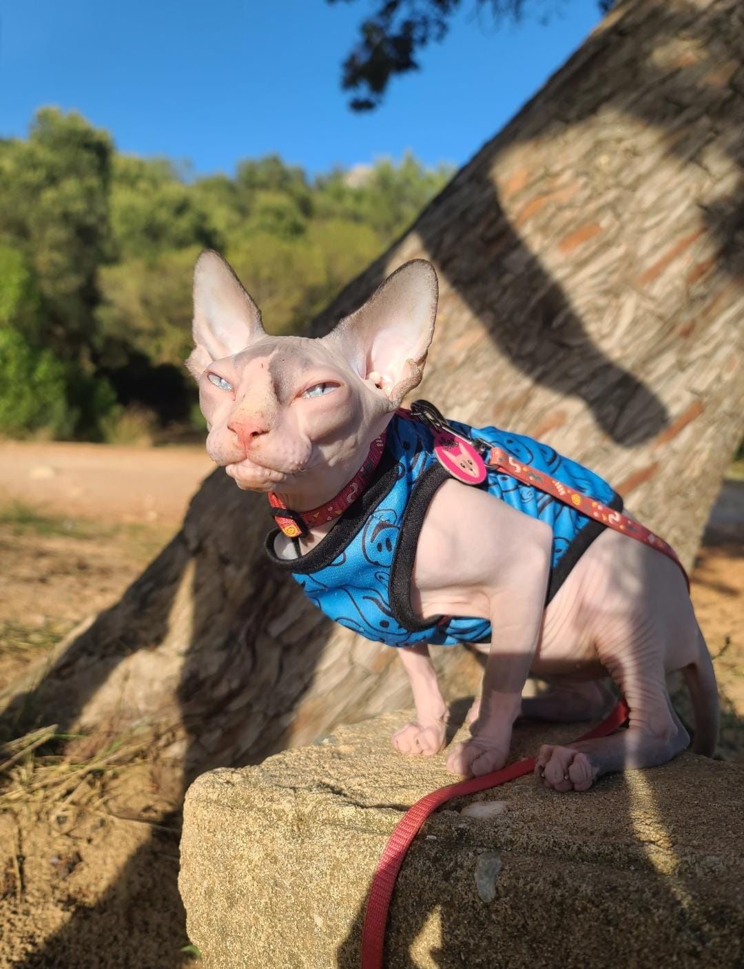 Sphynx disponível para namorar