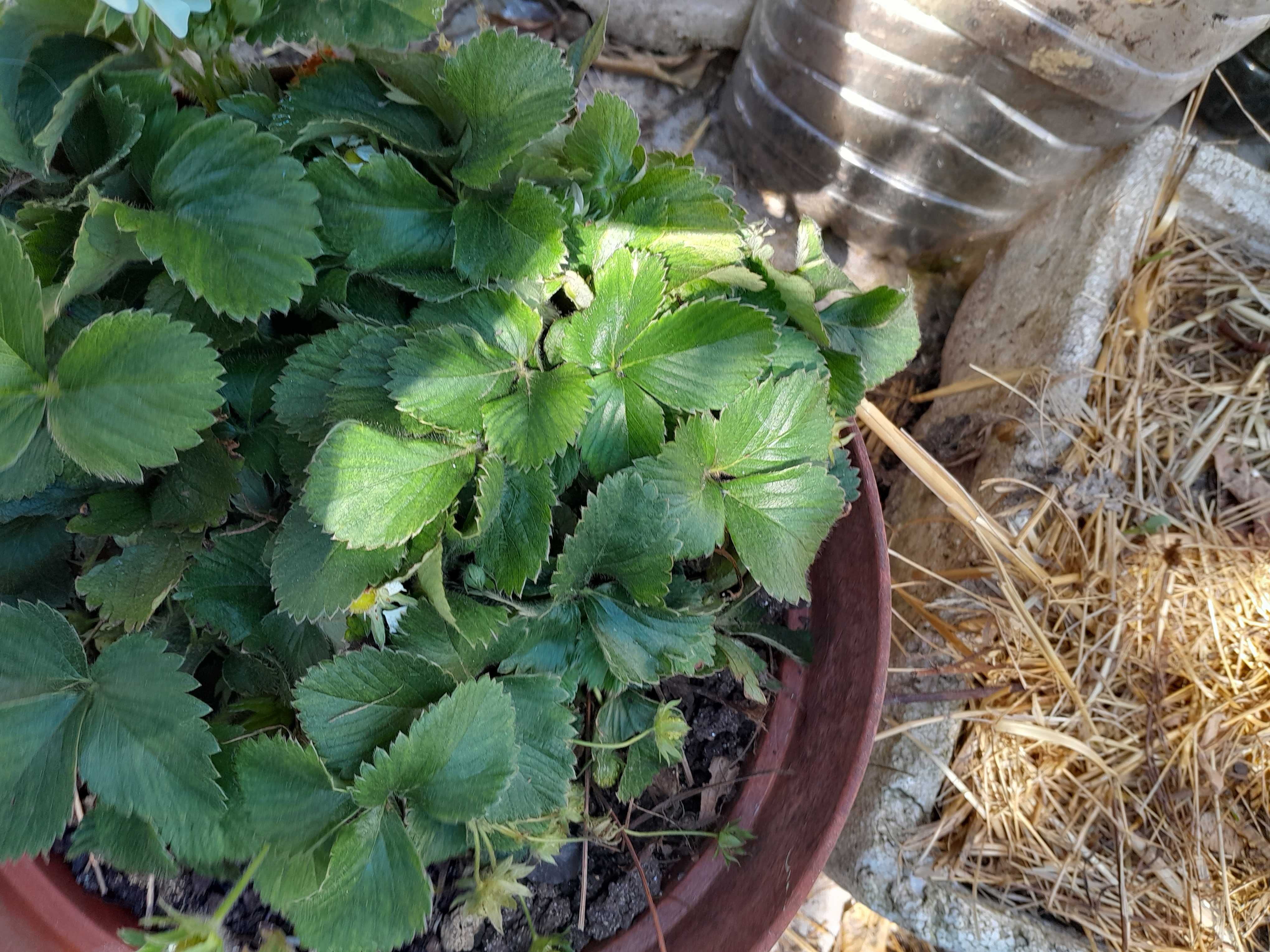 Salvia, Hortelã, lavanda, urtiga, incenso e mirrra  bastardo em mudas