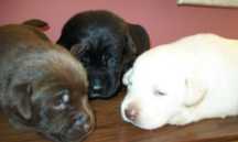 Pies Labrador retriever z Rodowodem