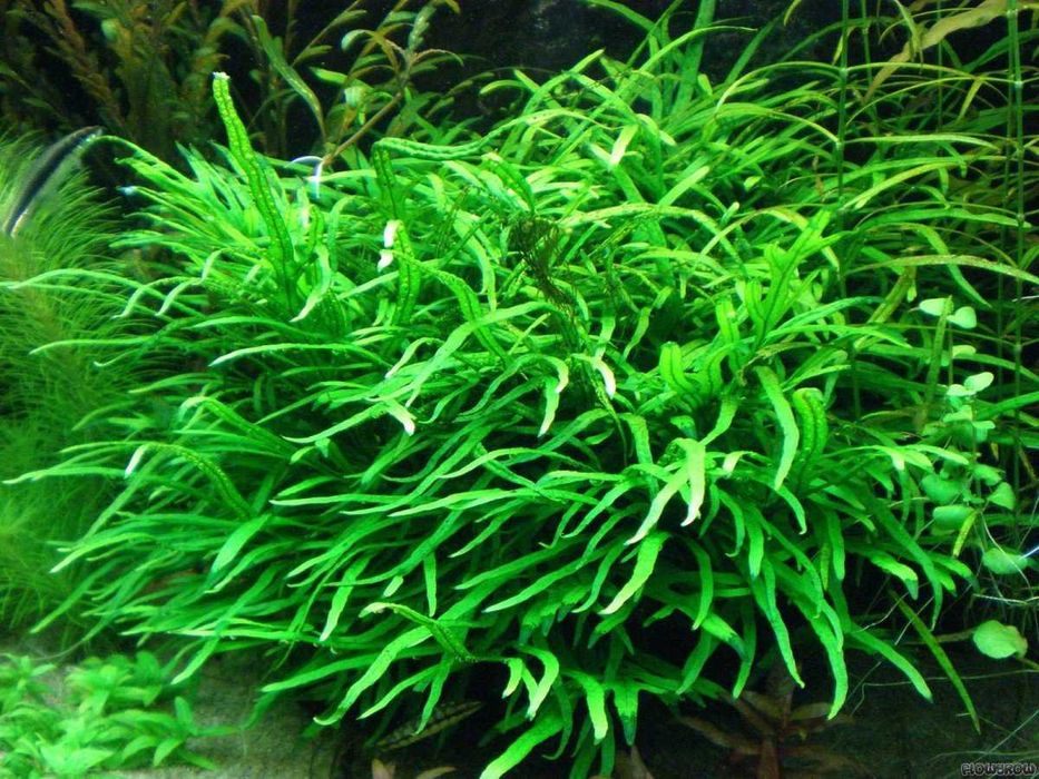 Mikrozorium trident