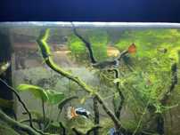 Guppys de linhagem