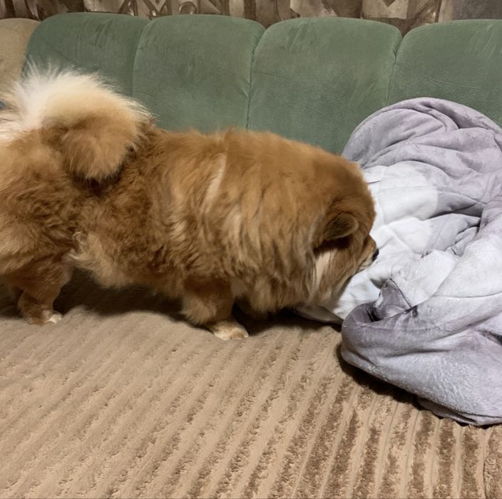 Взрослая  девочка чау чау